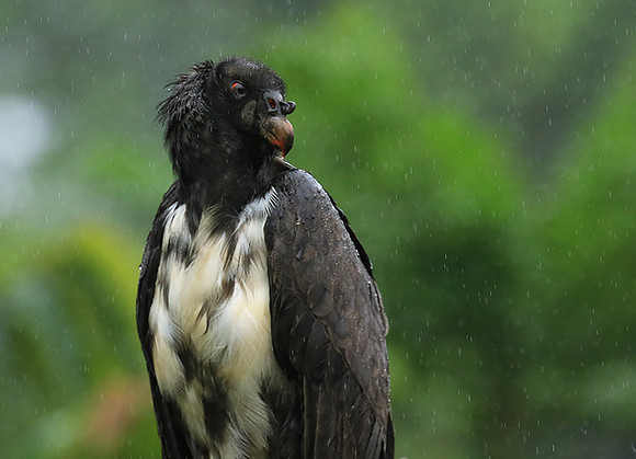 King vulture (sarcoramphe roi)