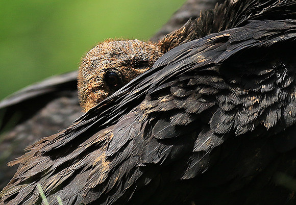 Black vulture