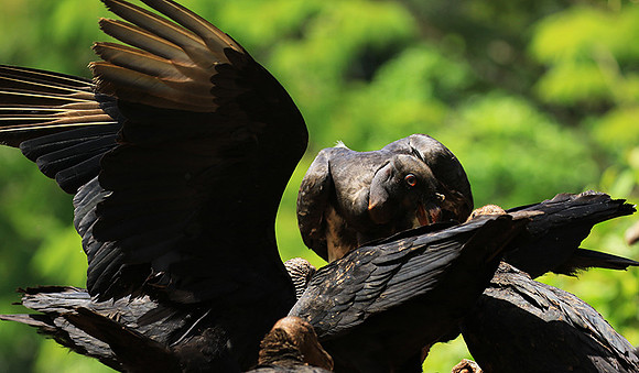 King vulture (sarcoramphe roi)
