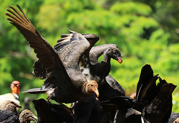 King vulture (sarcoramphe roi)