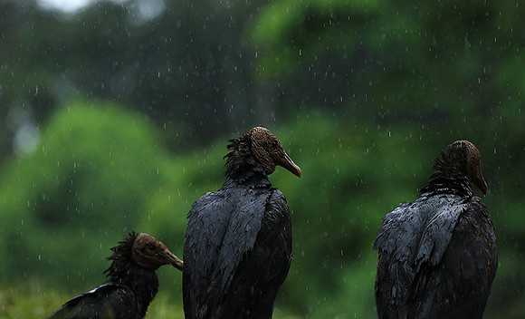 Black vultures