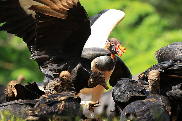 King vulture (sarcoramphe roi)
