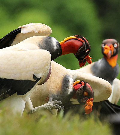 King vulture (sarcoramphe roi)