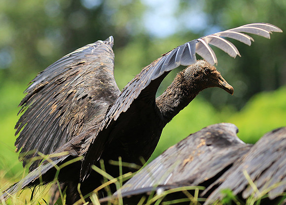 Black vulture
