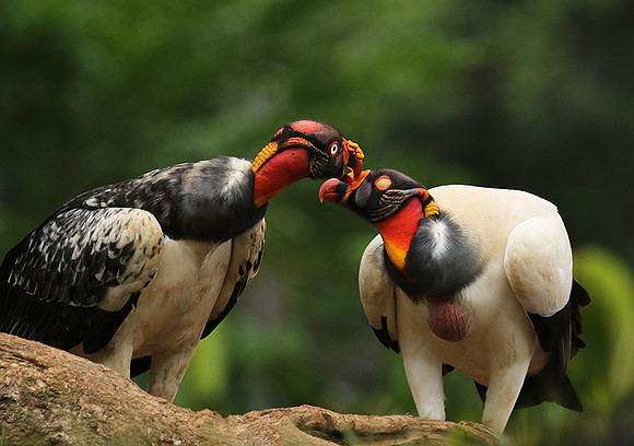King vulture (sarcoramphe roi)