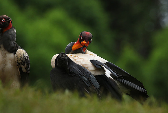 King vulture (sarcoramphe roi)