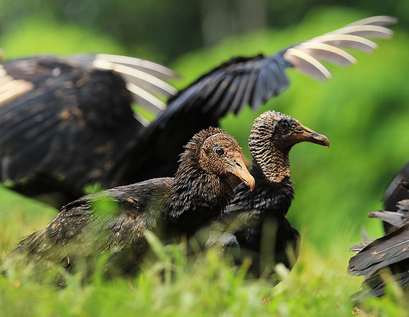 Black vulture