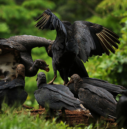 King vulture (sarcoramphe roi)