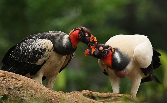 King vulture (sarcoramphe roi)