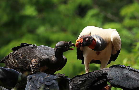 King vulture (sarcoramphe roi)