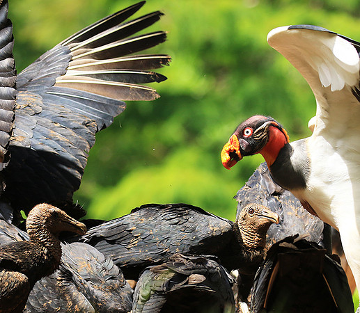 King vulture (sarcoramphe roi)