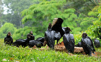 Black vultures