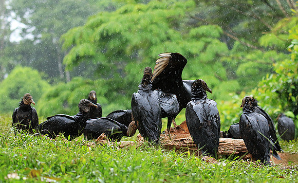 Black vultures