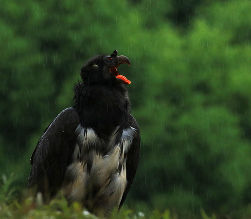 King vulture (sarcoramphe roi)
