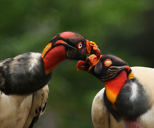 King vulture (sarcoramphe roi)