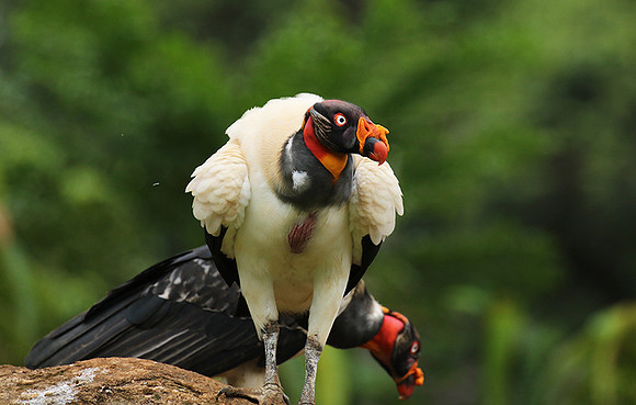 King vulture (sarcoramphe roi)
