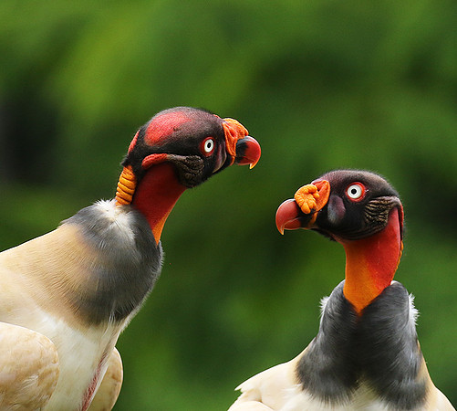 King vulture (sarcoramphe roi)