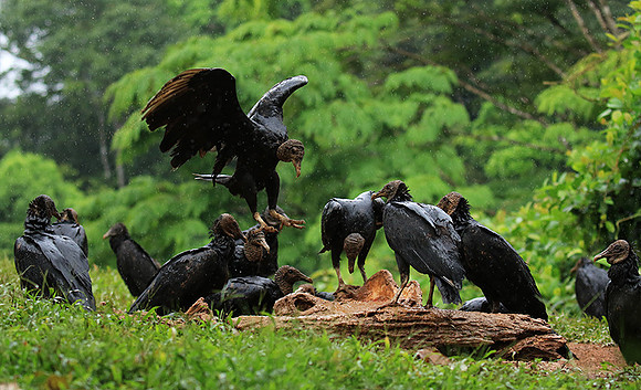 Black vultures