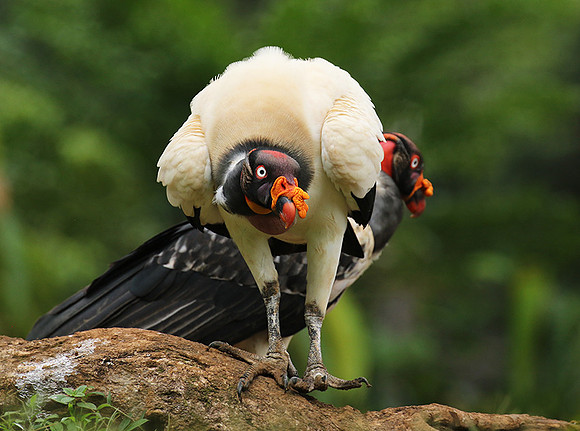 King vulture (sarcoramphe roi)