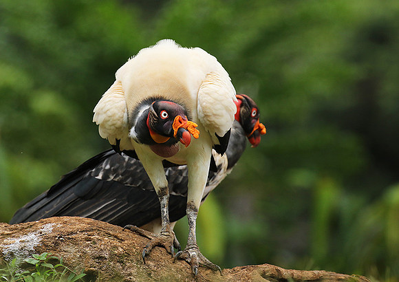 King vulture (sarcoramphe roi)