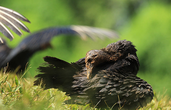 Black vulture