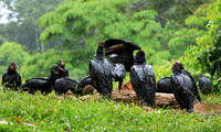 Black vultures