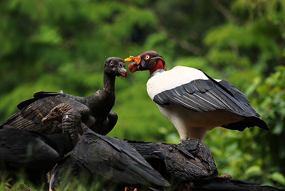 King vulture (sarcoramphe roi)