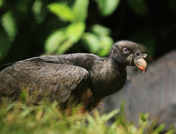 King vulture (sarcoramphe roi)