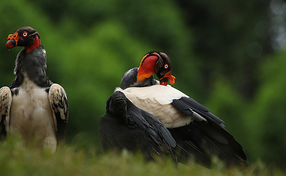 King vulture (sarcoramphe roi)