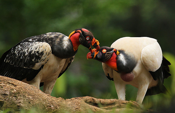 King vulture (sarcoramphe roi)