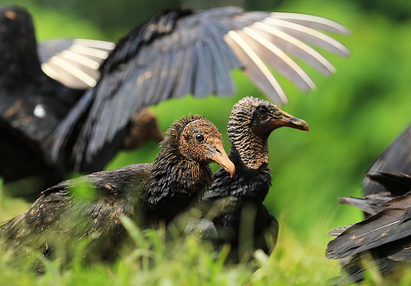 Black vulture