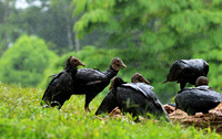 Black vultures