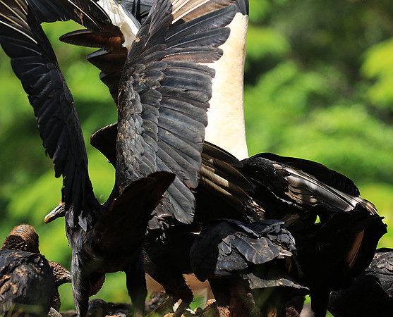 Black vulture