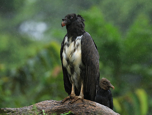 King vulture (sarcoramphe roi)