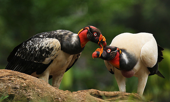 King vulture (sarcoramphe roi)