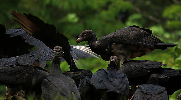 King vulture (sarcoramphe roi)