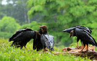 Black vultures
