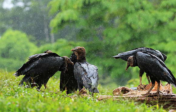 Black vultures