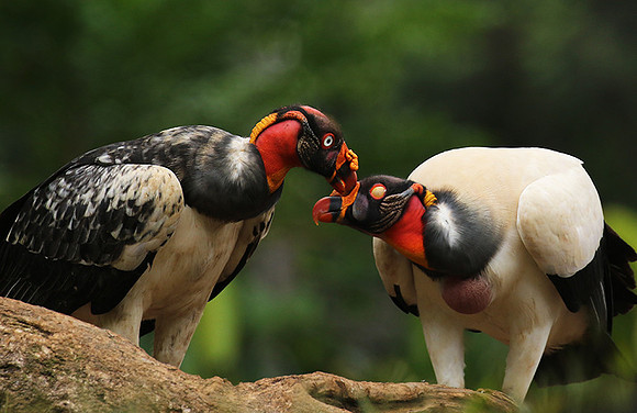King vulture (sarcoramphe roi)
