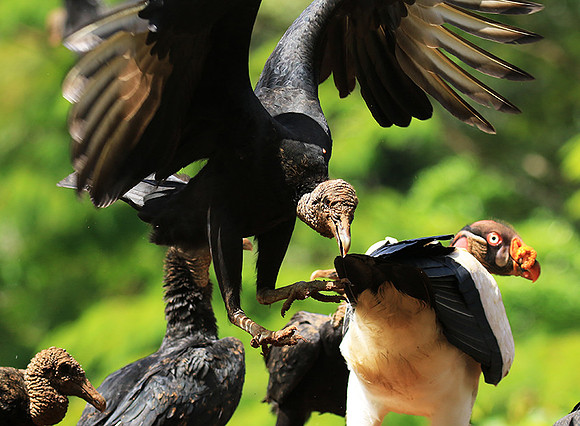 Black vulture