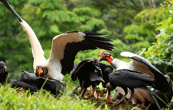 King vulture (sarcoramphe roi)