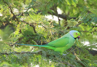 Ring-necked parakeet
