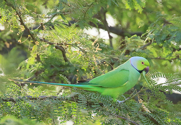 Ring-necked parakeet