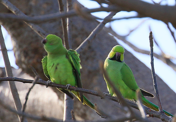 Ring-necked parakeet