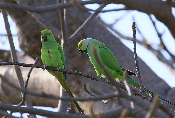 Ring-necked parakeet