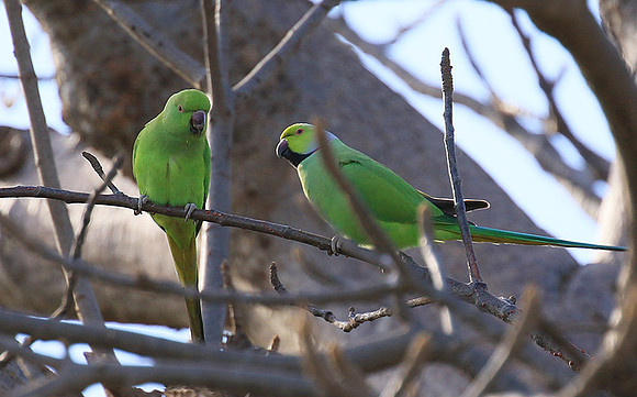 Ring-necked parakeet