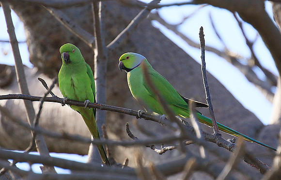 Ring-necked parakeet