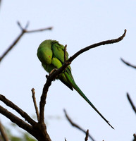 Ring-necked parakeet
