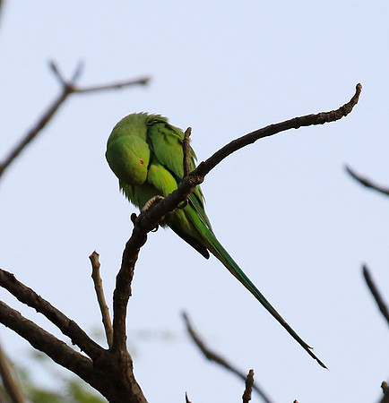 Ring-necked parakeet