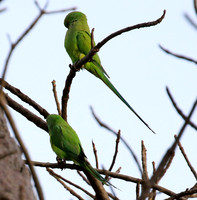 Ring-necked parakeet